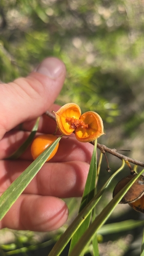 Native apricot