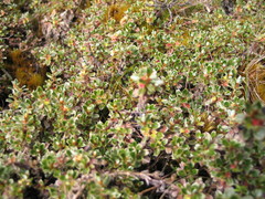 Alchemilla subnivalis