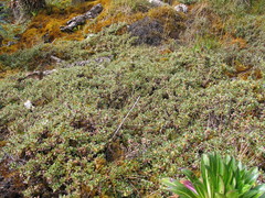 Alchemilla subnivalis