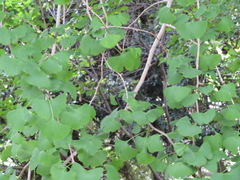 Ginkgo biloba
