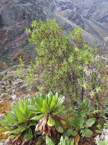 Hypericum bequaertii