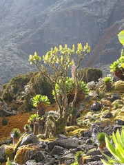 Dendrosenecio erici-rosenii