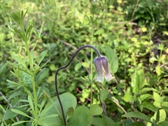 Clematis ochroleuca