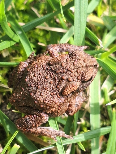 European Toad