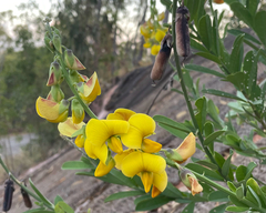 Crotalaria retusa