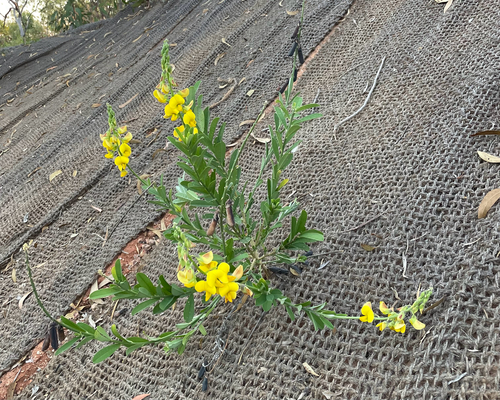 Crotalaria retusa, photograph 1