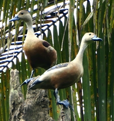 Dendrocygna