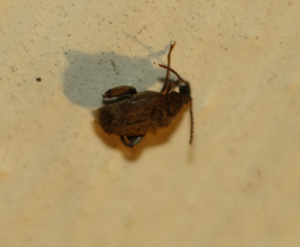 Groundnut Borer