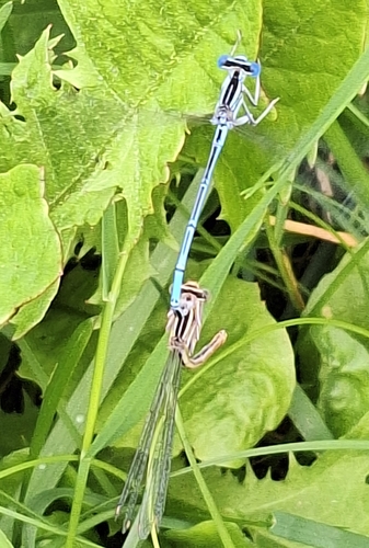 Blue Featherleg