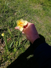 Narcissus poeticus