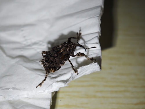 Ectatorhinus adamsii