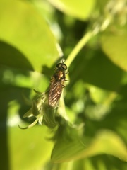 Chloromyia