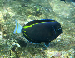 Acanthurus nigricans