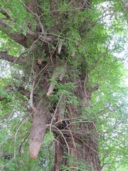 Ginkgo biloba