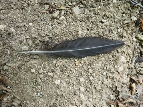 Plume de Pic noir