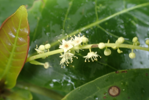 Terminalia catappa