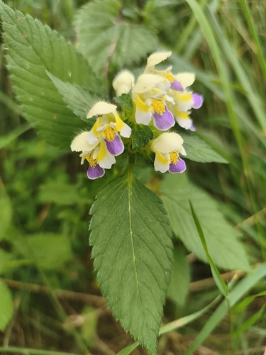 Large-flowered Hemp-nettle