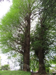 Ginkgo biloba