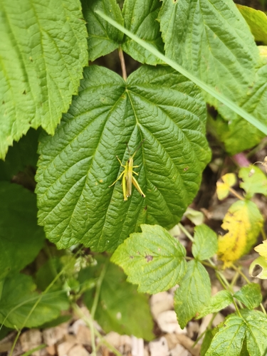 Gold Grasshopper