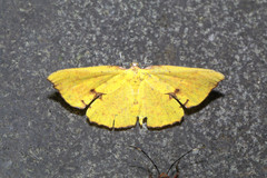 Corymica spatiosa