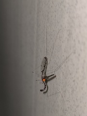 Dolichopeza gracilis