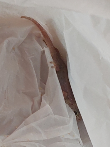 Common Four-clawed Gecko