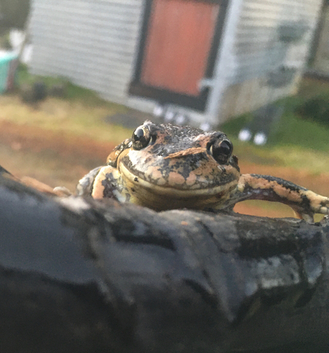 Eastern Banjo Frog