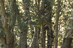 Telophorus sulfureopectus