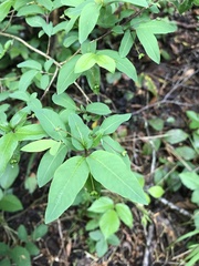 Lonicera nigra