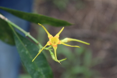 Strophanthus speciosus