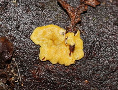 Trichoderma victoriense