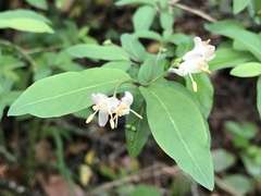 Lonicera nigra