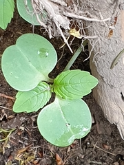 Impatiens parviflora