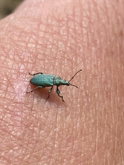 Phyllobius maculicornis