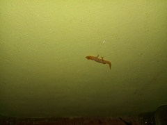 Sphaerodactylus difficilis anthracomus