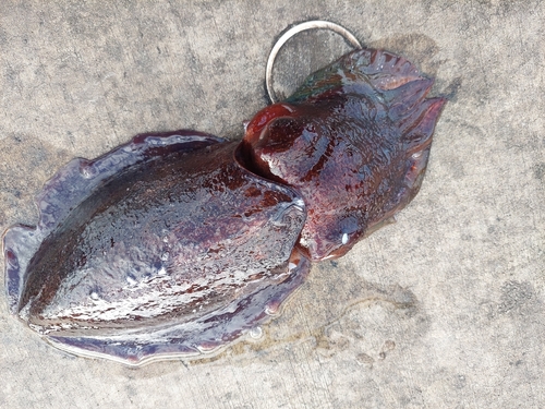 Australian Giant Cuttlefish