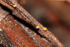 Crocicreas
