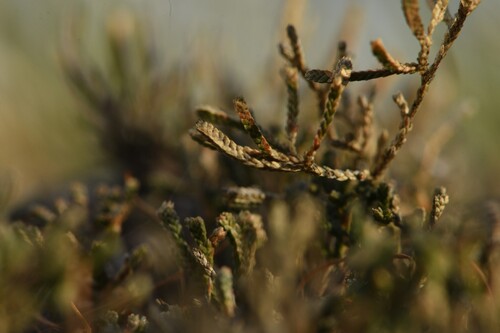 Selaginella sanguinolenta, photograph 5