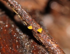 Crocicreas