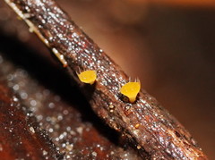 Crocicreas
