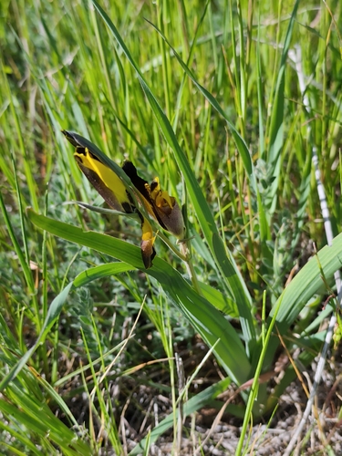 Hesperantha vaginata, photograph 1