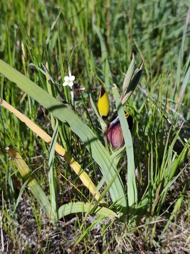 Hesperantha vaginata, photograph 2