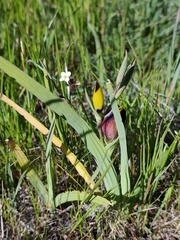 Hesperantha vaginata, photograph (c) Jeanette Clarke, some rights reserved (CC BY-SA)