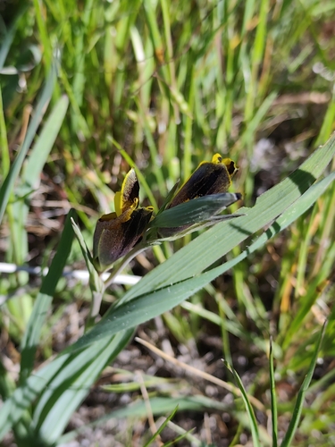 Hesperantha vaginata, photograph 3