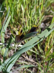 Hesperantha vaginata, photograph (c) Jeanette Clarke, some rights reserved (CC BY-SA)