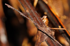 Crocicreas