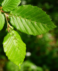 Aceria tenella