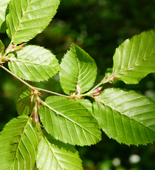 Aceria tenella