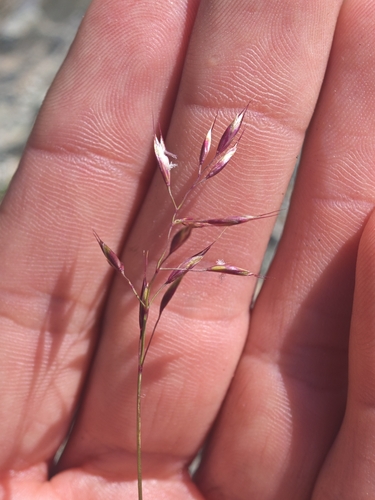 Acrospelion distichophyllum observed 2026-07-29