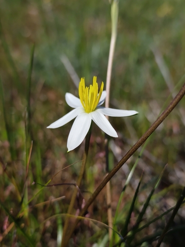 Pauridia serrata, photograph 2